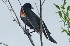 Picture of Red-winged Blackbird