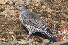 Picture of Northern Flicker