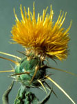 Photo of Yellow Starthistle weed